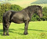 Horse 9A53D-20